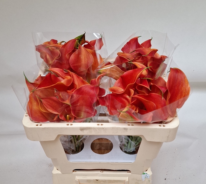 <h4>ZANT SUNSET PASSION</h4>