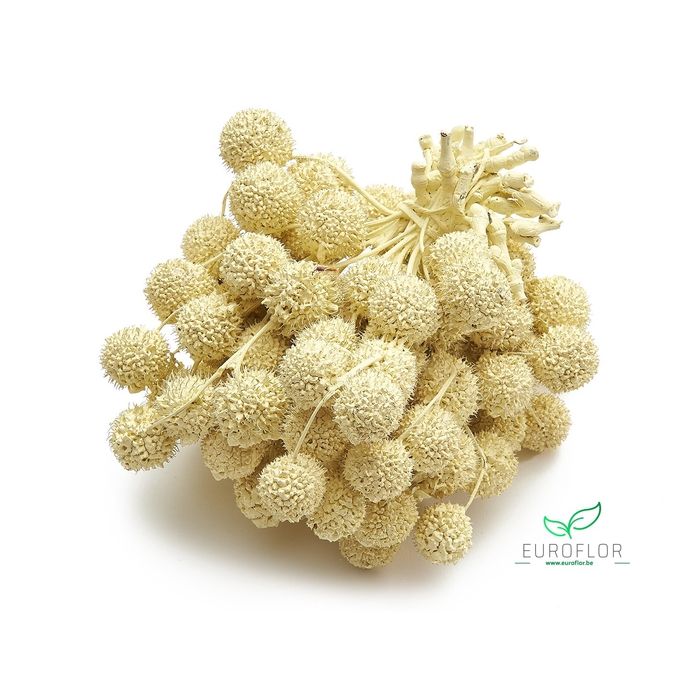 <h4>PLATAAN BALL PEARL SUNSHINE YELLOW</h4>