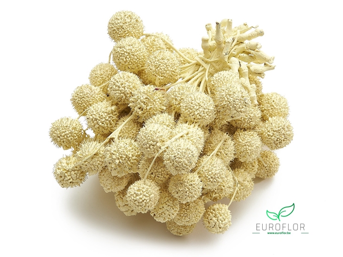 PLATAAN BALL PEARL SUNSHINE YELLOW