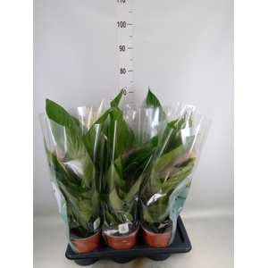 Spathiphyllum  'Bingo Cupido'