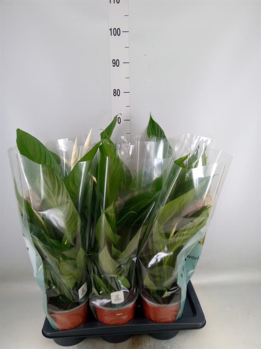<h4>Spathiphyllum  'Bingo Cupido'</h4>