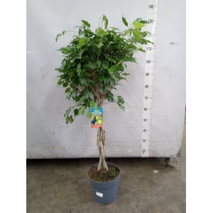 Ficus benja. 'Exotica'