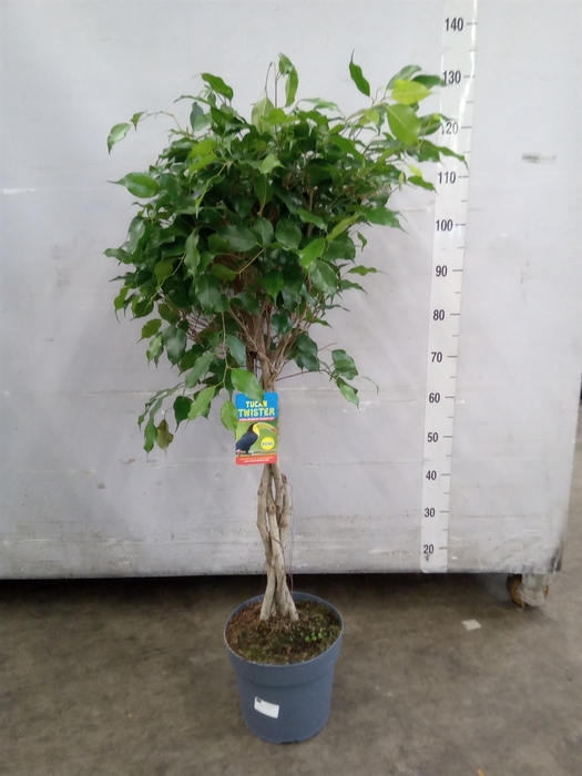 <h4>Ficus benja. 'Exotica'</h4>