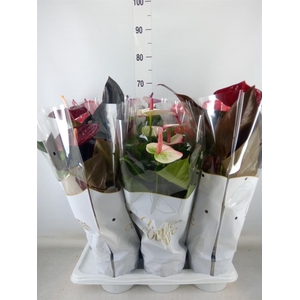 Anthurium andr.   ...mix  3