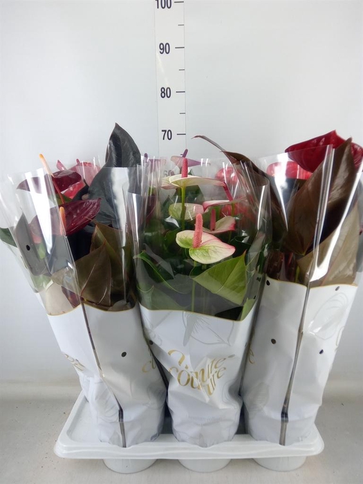 <h4>Anthurium andr.   ...mix  3</h4>