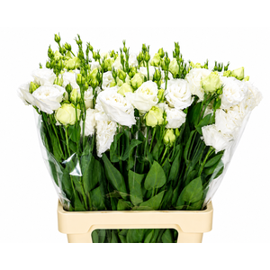 Eustoma Du Rosita White