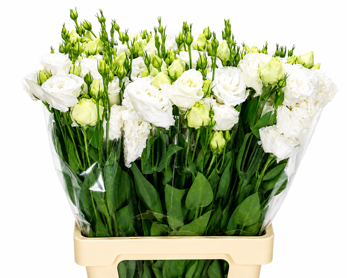 <h4>Eustoma Du Rosita White</h4>