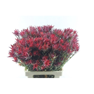Leucad Sal Blush Xxl