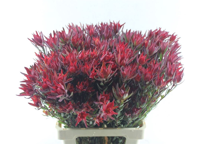 <h4>Leucad Sal Blush Xxl</h4>
