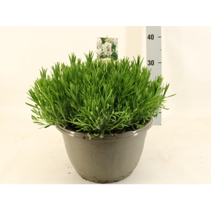 LAVAN AN AROMA WHITE