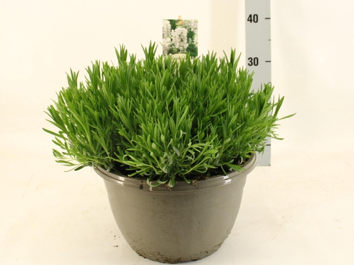 <h4>LAVAN AN AROMA WHITE</h4>