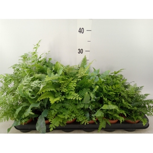 Ferns   ...mix