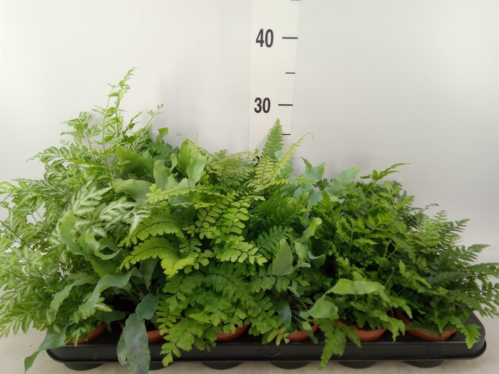 <h4>Ferns   ...mix</h4>