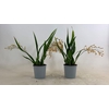 ONCIDIUM OV