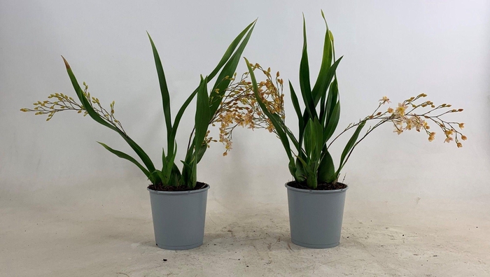 ONCIDIUM OV