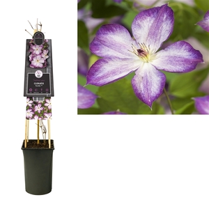 Clematis Pernille PBR +3.0 label