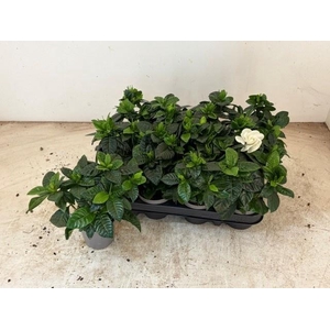 GARDENIA JASMINOIDES