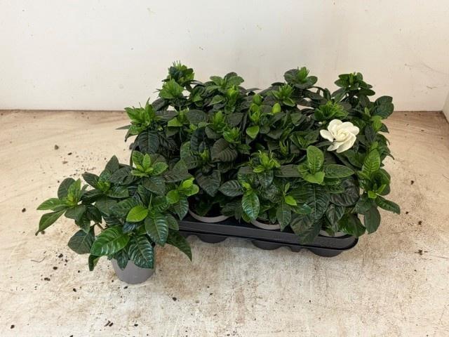 <h4>GARDENIA JASMINOIDES</h4>
