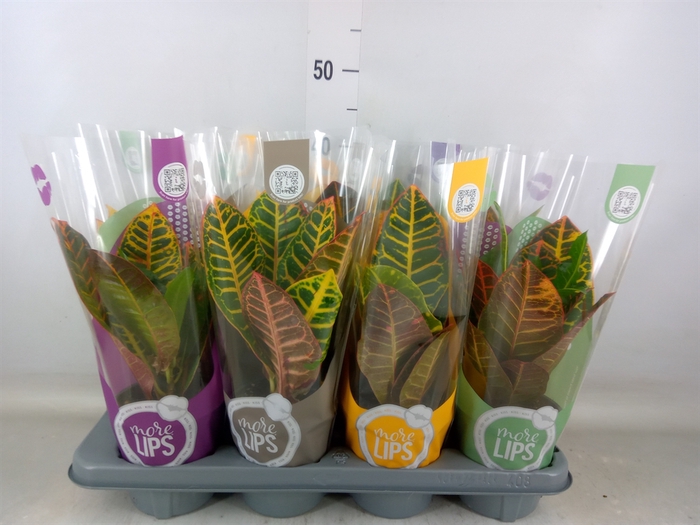 <h4>Codiaeum var. GR 'Petra'</h4>