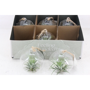 arr3 CP - Mini glas bol x6