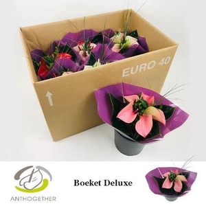 Anthurium mix Love