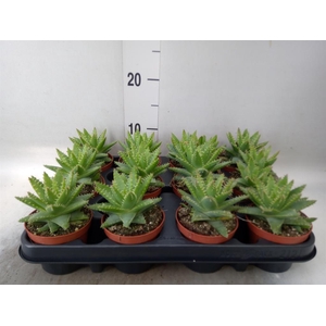 Aloe brevifolia