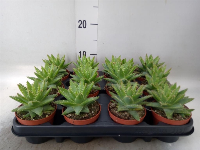 <h4>Aloe brevifolia</h4>