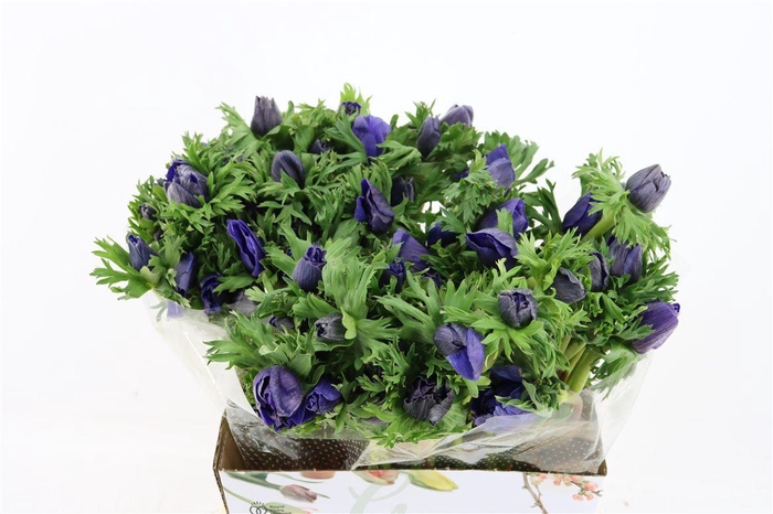 <h4>Anem Marianne Blue</h4>