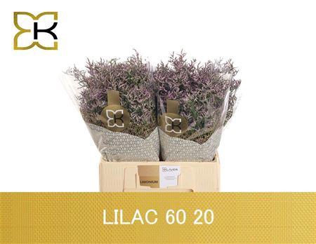 Limon Safora Lilac