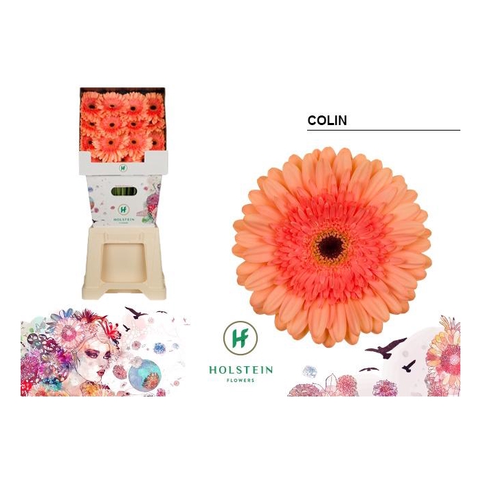 <h4>Ge Gr Colin Diamond X45</h4>