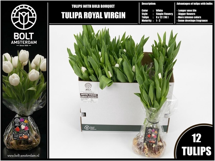 <h4>TU EN ROYAL VIRGIN</h4>