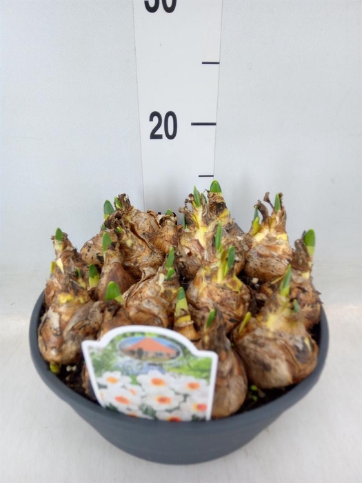 <h4>Narcissus   ...</h4>