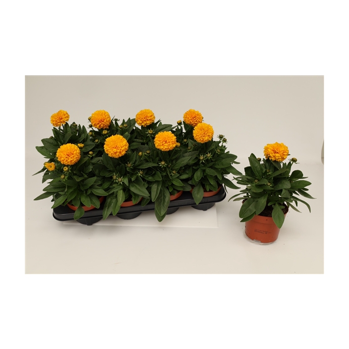 <h4>Coreopsis Golden Spheer</h4>