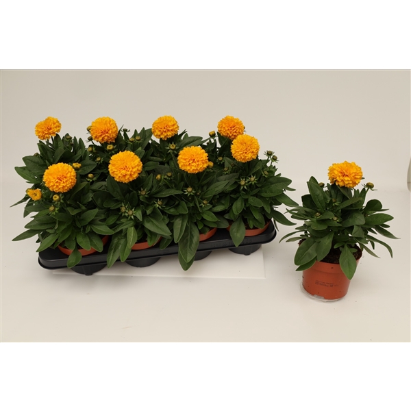 <h4>Coreopsis Golden Spheer</h4>