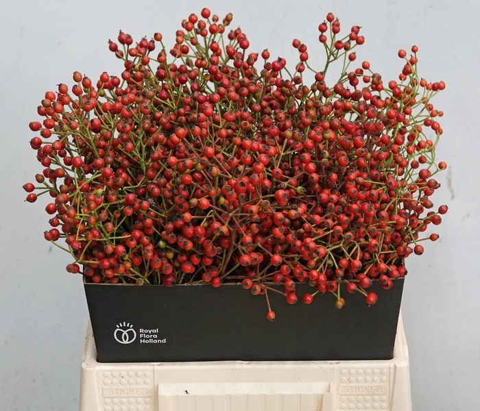 <h4>ROSA MAG ORA CASCADE</h4>