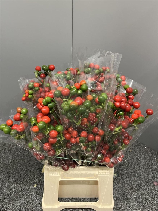 <h4>Capsicum A Cherry Red</h4>