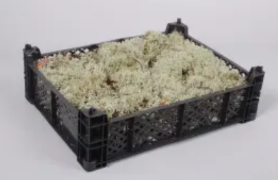 <h4>IJSLANDS MOS ZACHT</h4>