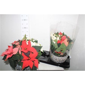 Euphor P Gem In Schaal Gold Brushed 4 Pp15+