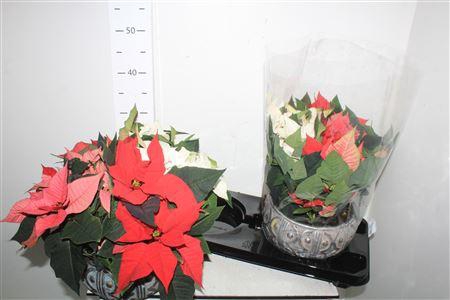 <h4>Euphor P Gem In Schaal Gold Brushed 4 Pp15+</h4>