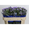 Aster Cassandra