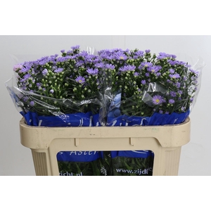 Aster Cassandra