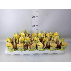 Narcissus  'Tete a tete'