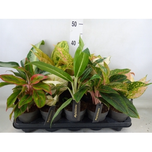Aglaonema   ...
