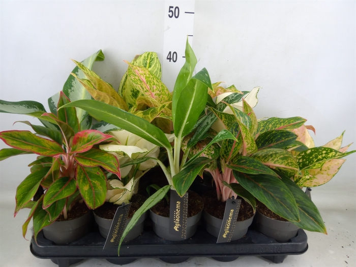 <h4>Aglaonema   ...</h4>