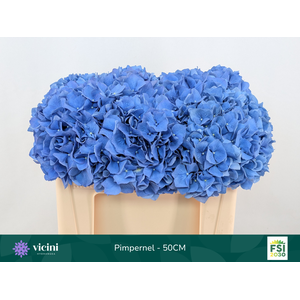 Hydr Pimpernel 50 cm Vicini