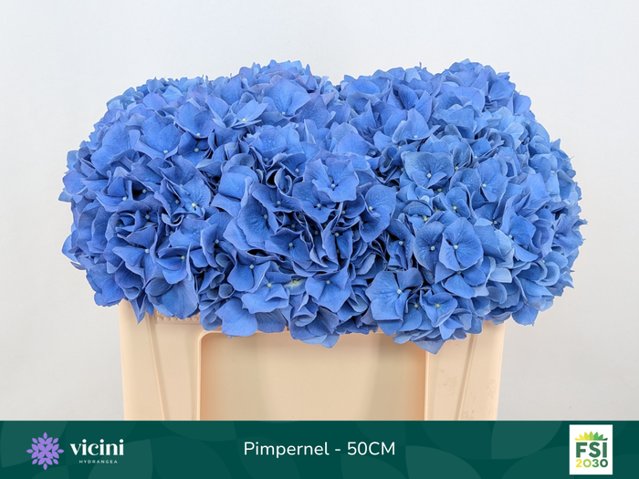 <h4>Hydr Pimpernel 50 cm Vicini</h4>