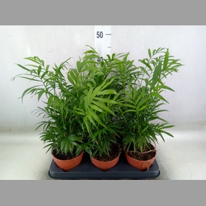 Chamaedorea elegans