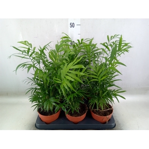 Chamaedorea elegans