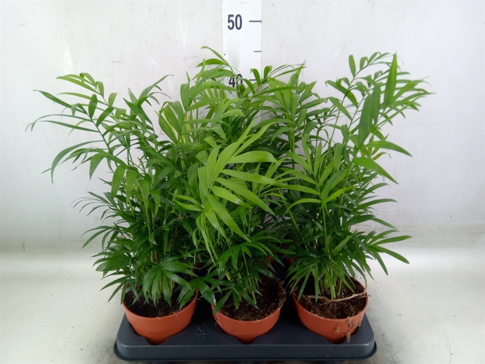 <h4>Chamaedorea elegans</h4>