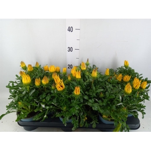 Gazania rig. 'Gazoo Clear Yellow'